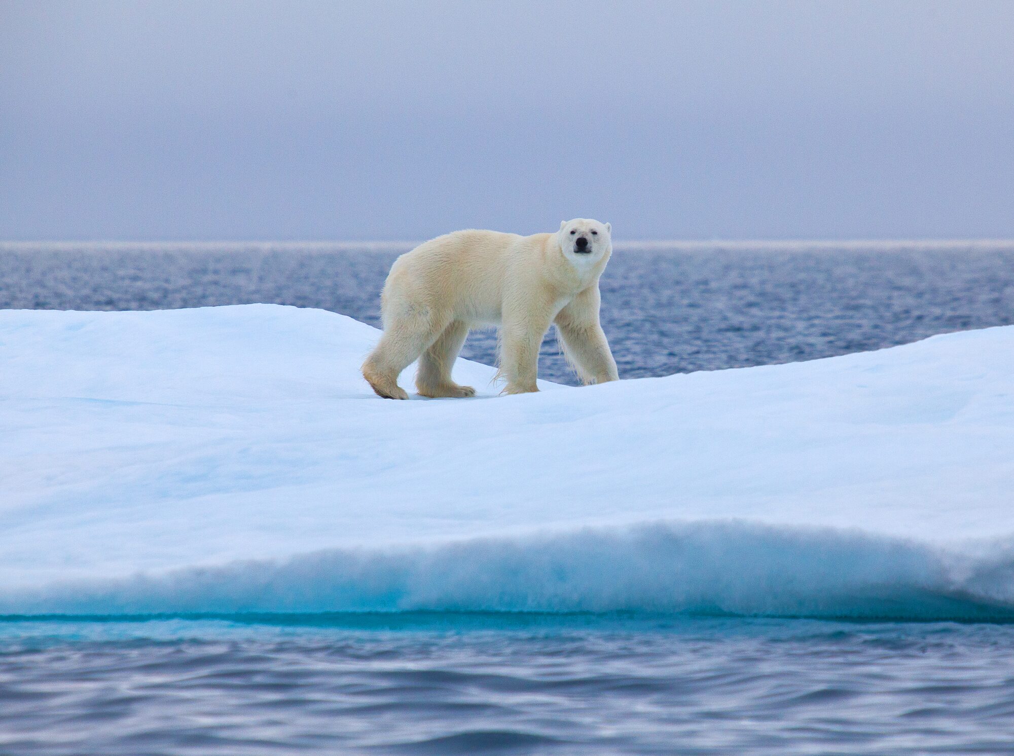 Polar bear on an ice floe