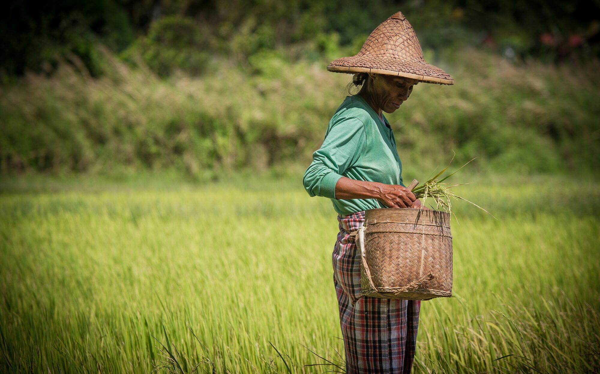 Woman harvesting rice