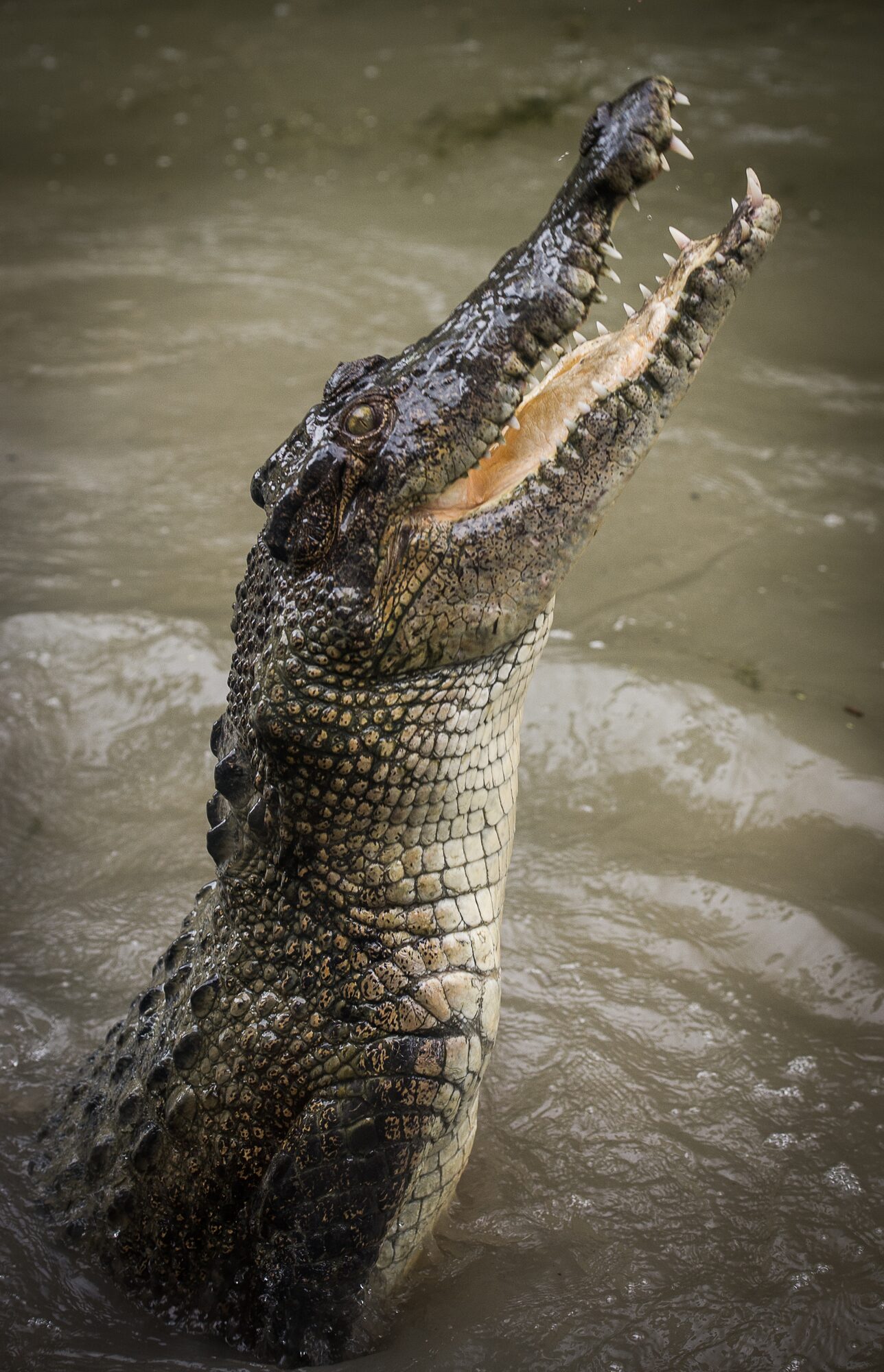 Crocodile leaping, Cairns